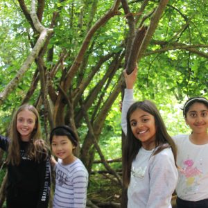 4 students holding branches in the woods