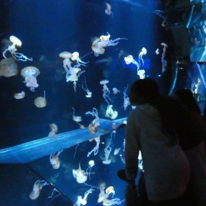 students on a trip