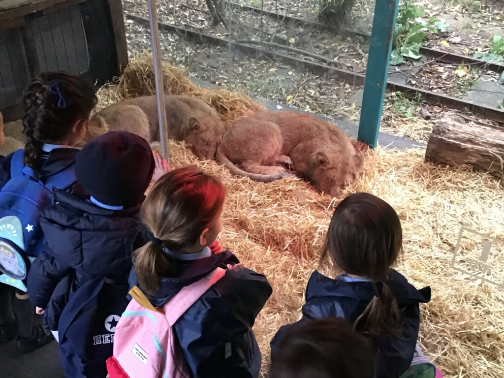 students looking at baby lions